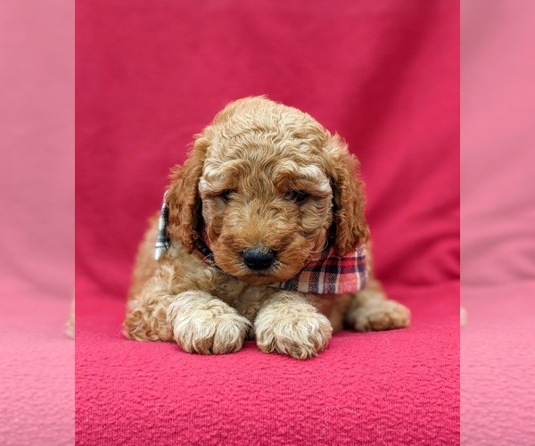 Medium Photo #4 Goldendoodle-Poodle (Miniature) Mix Puppy For Sale in LINCOLN UNIV, PA, USA