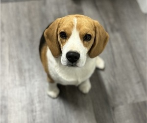 Beagle Puppy for Sale in COLORADO SPRINGS, Colorado USA