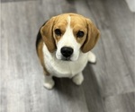 Small Photo #1 Beagle Puppy For Sale in COLORADO SPRINGS, CO, USA