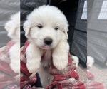 Small #1 Great Pyrenees