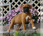 Small Photo #3 Boxer Puppy For Sale in NAPPANEE, IN, USA