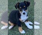 Small #6 Aussie-Corgi