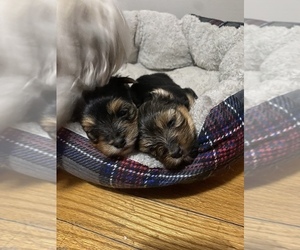 Yorkshire Terrier Puppy for sale in WOODSTOCK, IL, USA