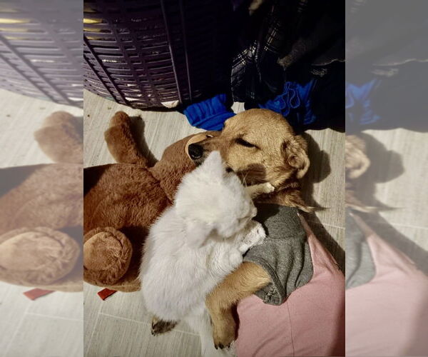 Medium Photo #4 Chiweenie Puppy For Sale in San Diego, CA, USA