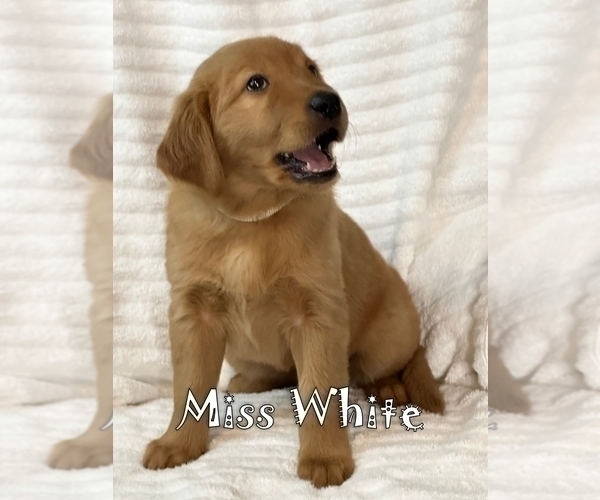 Medium Photo #3 Golden Retriever Puppy For Sale in BRANDON, FL, USA