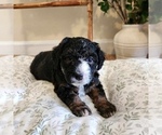 Puppy Rowena Aussiedoodle Miniature -Miniature Bernedoodle Mix