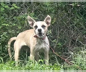 American Pit Bull Terrier Dogs for adoption in Houston, TX, USA