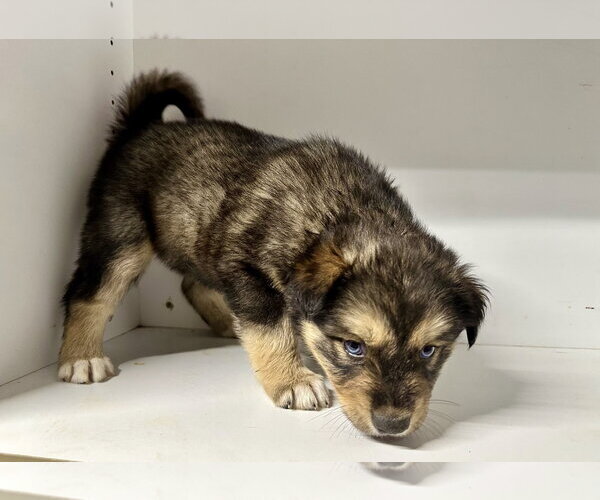 Medium Photo #6 Labrador Retriever-Unknown Mix Puppy For Sale in San Diego, CA, USA