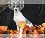 Small #3 Bichpoo