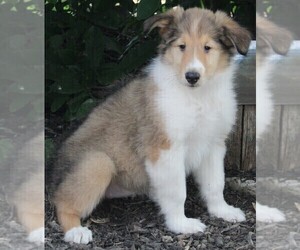 Collie Puppy for sale in FREDERICKSBURG, OH, USA