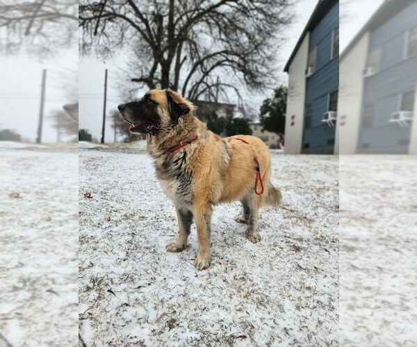Medium Photo #6 Leonberger-Unknown Mix Puppy For Sale in Bullard, TX, USA