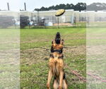 Small #1 German Shepherd Dog