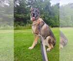 Small #4 German Shepherd Dog