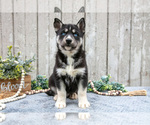 Puppy Moose Siberian Husky