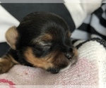 Small Photo #8 Yorkshire Terrier Puppy For Sale in SEYMOUR, IN, USA