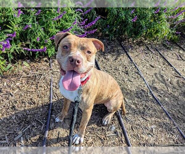 Medium Photo #3 Mutt Puppy For Sale in Orange, CA, USA