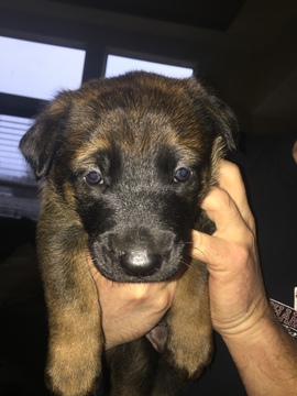 Medium Photo #10 Malinois Puppy For Sale in EAGLE POINT, OR, USA