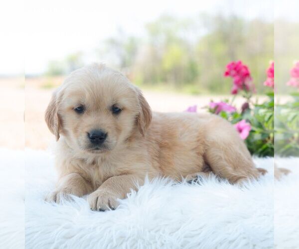 Medium Photo #4 Golden Retriever Puppy For Sale in NEWPORT, PA, USA