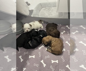 Shih Tzu Puppy for sale in WINTER HAVEN, FL, USA