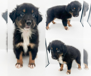 Miniature Australian Shepherd Puppy for sale in BROOKER, FL, USA