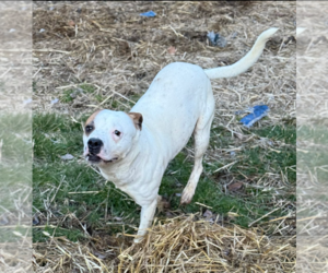 Miller - Male Boxer Dog for Adoption - Photo #2