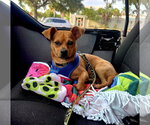 Small #1 Chihuahua Mix