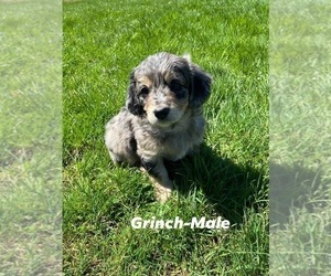 Aussiedoodle Miniature  Puppy for Sale in CHAUMONT, New York USA
