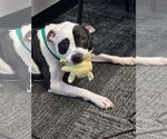 Small #6 American Pit Bull Terrier