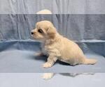 Small #4 Maltipoo