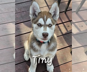 Siberian Husky Puppy for Sale in LUDINGTON, Michigan USA
