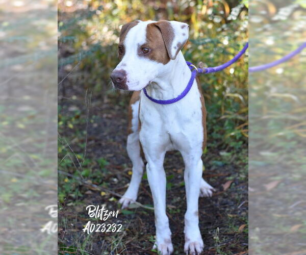 Medium Photo #3 Lab-Pointer Puppy For Sale in The Woodlands, TX, USA