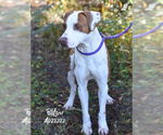 Small #2 Lab-Pointer