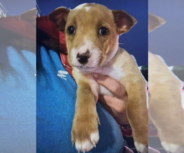 Medium Photo #4 Mutt Puppy For Sale in Holly Springs, NC, USA