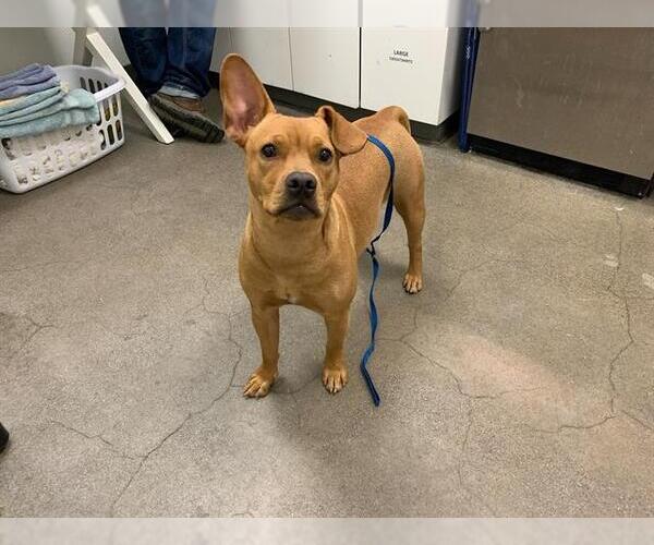 Medium Photo #1 American Pit Bull Terrier-Chihuahua Mix Puppy For Sale in Berkeley , CA, USA