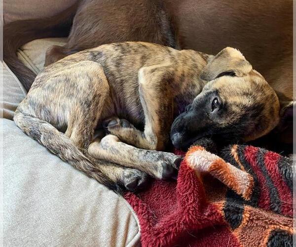 Medium Photo #6 German Shepherd Dog-Unknown Mix Puppy For Sale in Incline Village, NV, USA