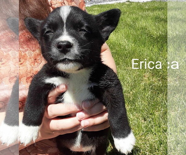 Medium Photo #1 Chihuahua-Unknown Mix Puppy For Sale in MIDWAY, UT, USA