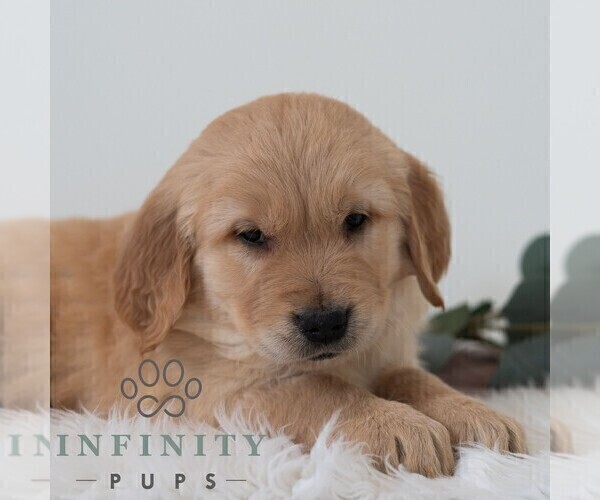 Medium Photo #1 Golden Retriever Puppy For Sale in NEWPORT, PA, USA