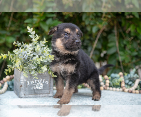 Medium Photo #2 German Shepherd Dog Puppy For Sale in GRABILL, IN, USA