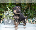 Small #1 German Shepherd Dog