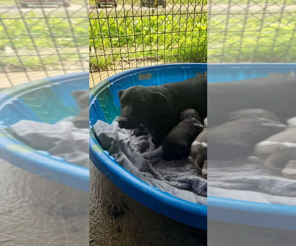 Medium Photo #4 Labrador Retriever-Unknown Mix Puppy For Sale in Aurora, IN, USA