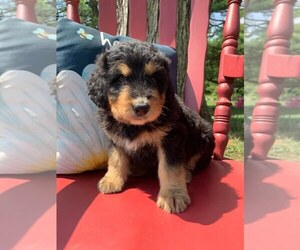 Bernedoodle Puppy for Sale in HUNTINGDON, Pennsylvania USA