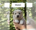 Puppy Wooton Shiba Inu