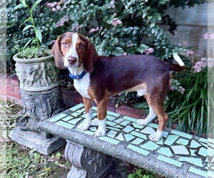 Beagle Dogs for adoption in Tampa, FL, USA