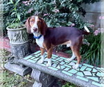 Banjo J - Male Beagle Dog for Adoption - Small photo