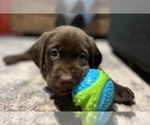 Small Photo #3 Labrador Retriever Puppy For Sale in VINEMONT, AL, USA