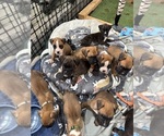 Image preview for Ad Listing. Nickname: Litter of 11