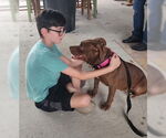 Small #2 American Pit Bull Terrier Mix