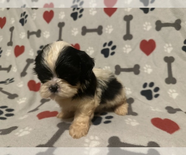 Medium Photo #2 Shih Tzu Puppy For Sale in LITHONIA, GA, USA