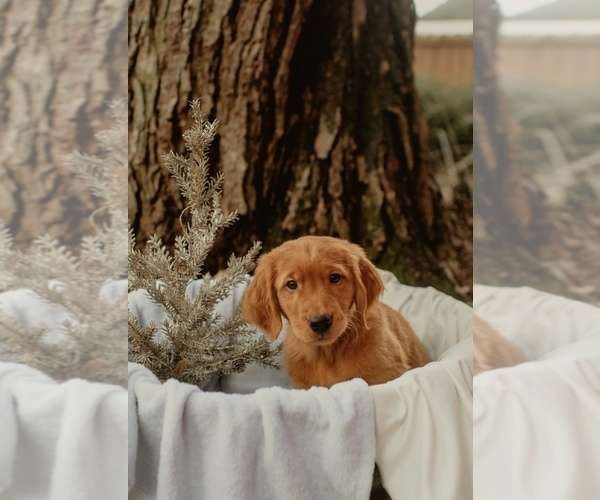 Medium Photo #1 Golden Retriever Puppy For Sale in ORIENT, OH, USA