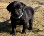Small #18 Labrador Retriever